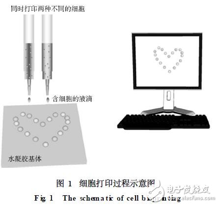 细胞打印威廉希尔官方网站
的开发及应用