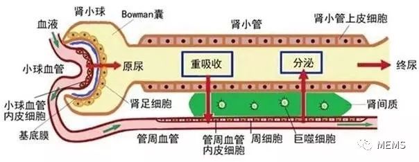 器官芯片最终取代动物实验进行新药开发迈出了坚实的一步